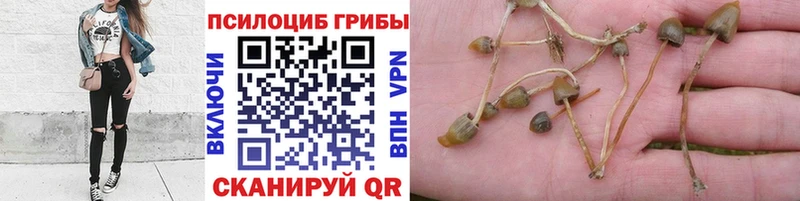 Псилоцибиновые грибы MAGIC MUSHROOMS  Купить закладки  Демидов 